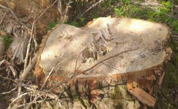 Экоинспекторы подсчитывают миллионные убытки после действий черных лесорубов