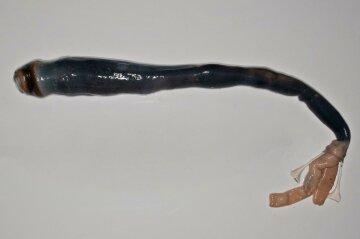Спіймано невловимого черв’яка-переростка, який живиться газом (фото)