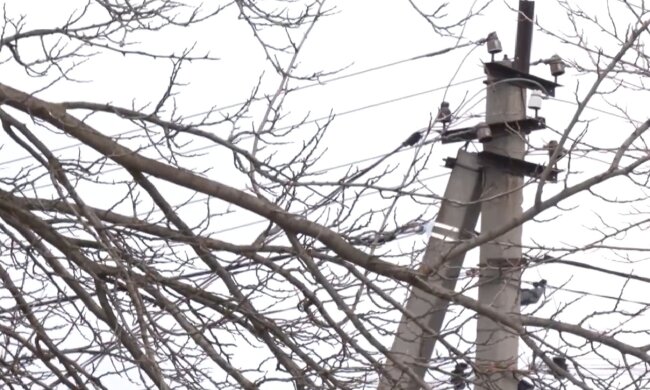 Графіки відключення світла у Чернігові на 24 лютого: