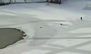 В Киеве провалились под лед девушка и собака, видео: "пыталась спасти животное и..."