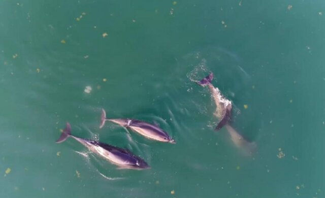 Стая дельфинов устроила грандиозный переполох в Одессе: зоозащитники поделились видео