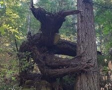 Українці "нарвалися" на величезного монстра в лісі, кадри: рогата істота причаїлася за деревом