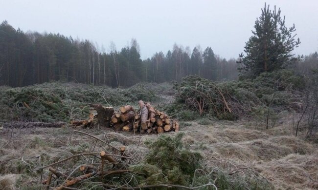 незаконна вирубка, Держекоінспекція
