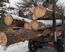 Массовую кражу древесины устроили в лесном хозяйстве, фото: вывозили грузовиками и тракторами