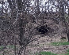 На Николаевщине оккупанты жили прямо в дупле: "Они обустроили себе уютное гнездо и..."