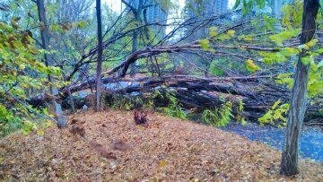 непогода, поваленные деревья