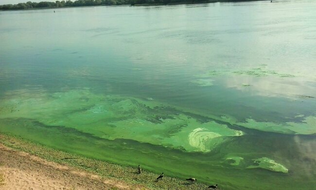 Чем отравлена вода в Днепре: жуткие фото