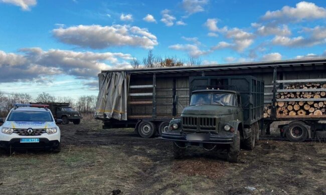 незаконна вирубка лісу