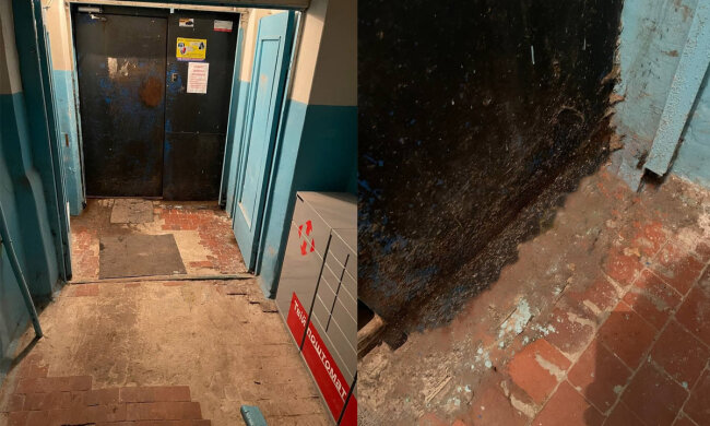 Дніпряни скаржаться на масову навалу комарів, кадри: зима перепоною не стала