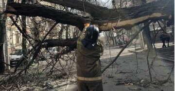 В Одессе рухнувшее дерево превратило автомобили в груду металла: кадры ЧП