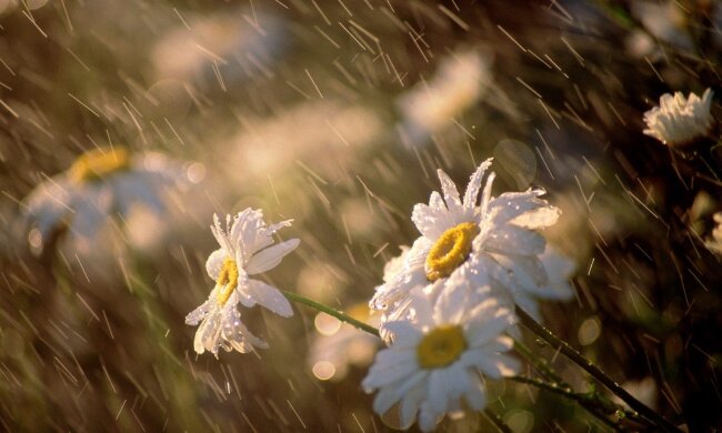 244670_cvety_-dozhd_-solnce_1600x1200_www.gdefon.ru_