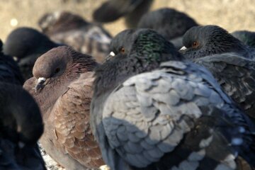 голубь голуби