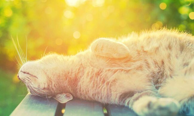 кошки-и-солнце1