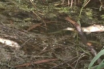 Під Дніпром забили тривогу за мору риби, відео НП
