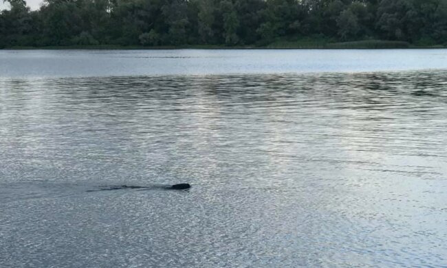 Загадковий "монстр" у Дніпрі налякав киян, фото: "Хто це пливе?"