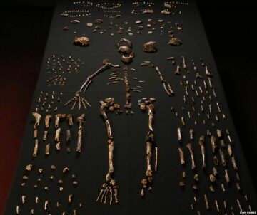 новый вид человека Homo Naledi