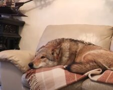 Волки, лисы и не только: украинка поселила хищников в свою квартиру, уже есть пострадавшие