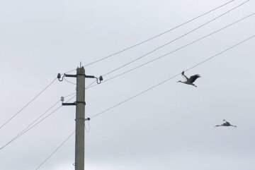 Графіки відключення світла у Полтавській області на 29 квітня