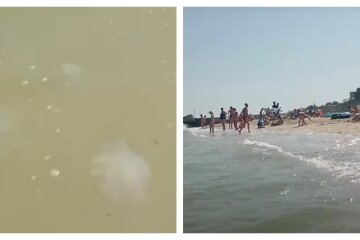 "Вони просто атакують": медузи на українських пляжах залишають отруту у воді, відео