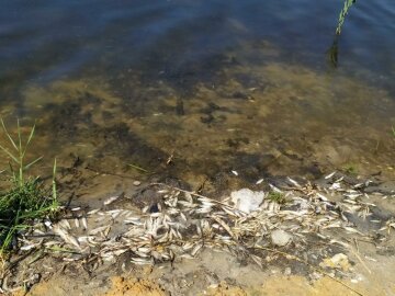 Река, загрязнение, рыба