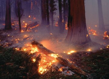 лесной пожар