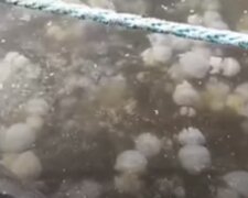 Нашестя медуз в Одесі показали на відео, жителі налякані: "не залишилося вільного місця"