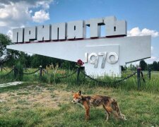 Экологическая катастрофа внесла коррективы: как сегодня выглядит город-призрак Чернобыль, впечатляющие кадры