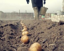 "Голодовка забезпечена": поліцейські почали полювання на українців, які садять картоплю