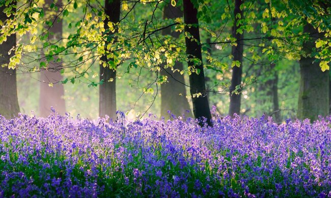 погода весна лето природа лес цветы