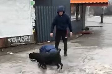 Бойцовские собаки напали на женщину в Днепре, видео: «Владелец пытался унять…»