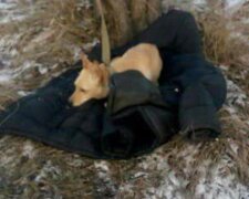 Українець ціною власного життя врятував свого собаку: у поліції повідомили подробиці, кадри з місця