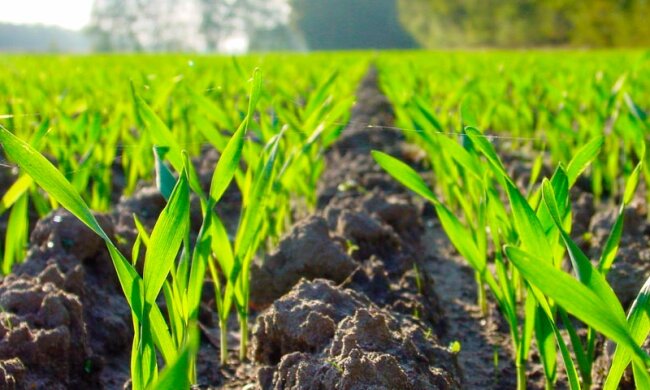 Тимошенко: Продление моратория на продажу земли — это защита национальных интересов Украины