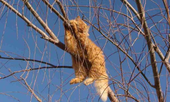 погода