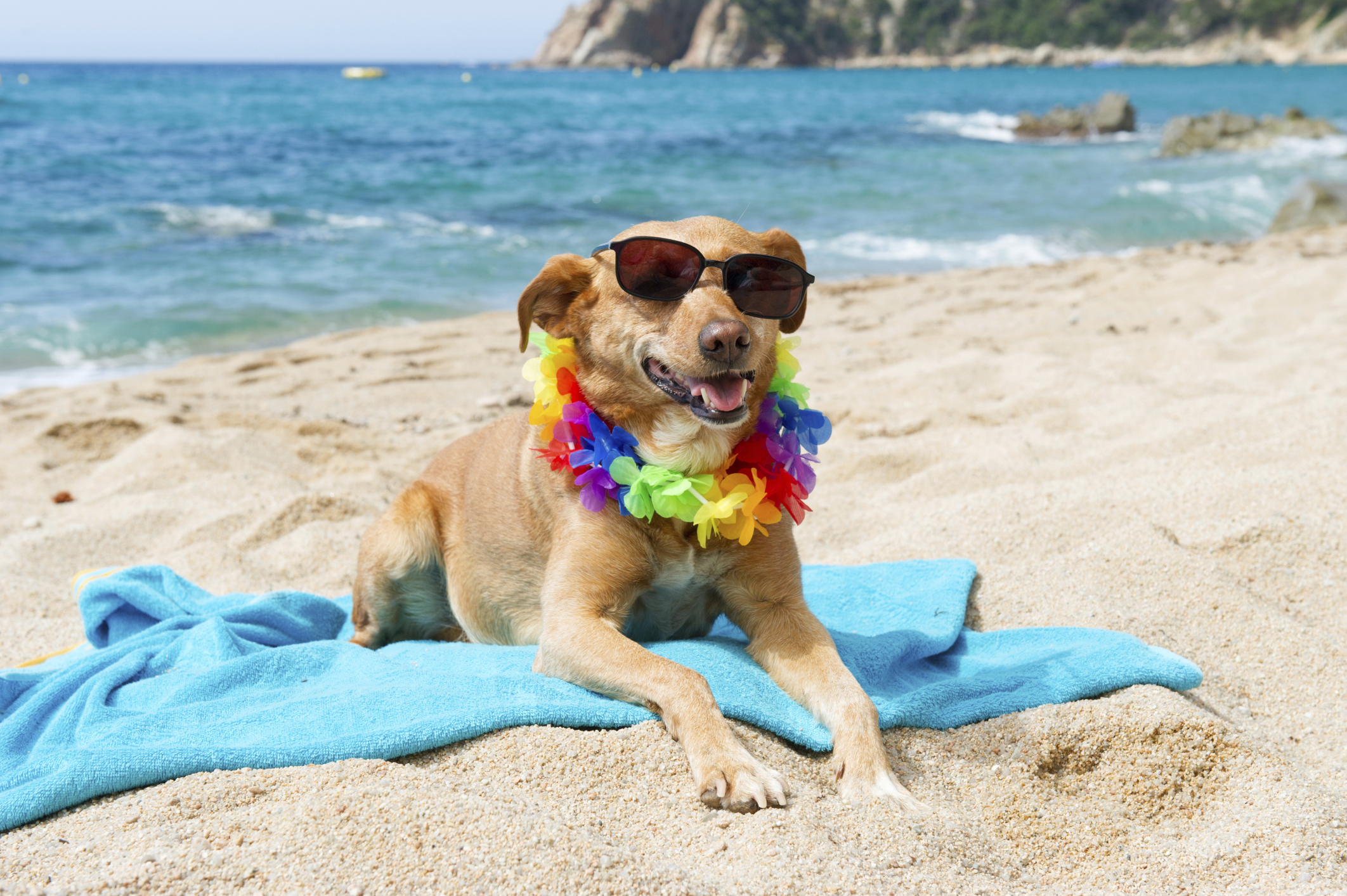Отпуск. Собака на пляже. Собака отдыхает. Собачка на море. Собаки с пряжей.