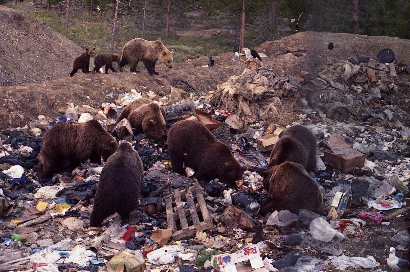 Медведи на свалке Камчатка