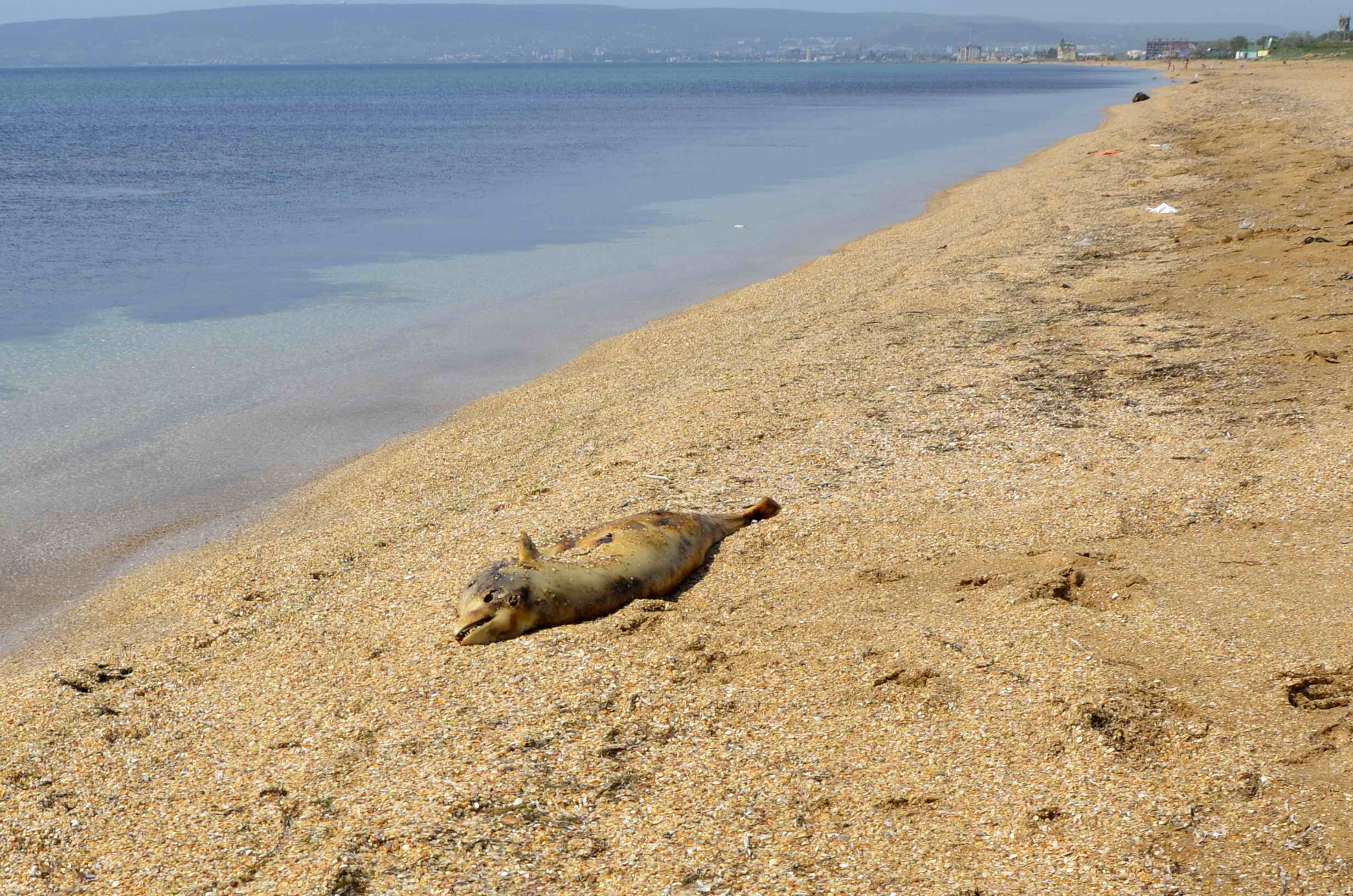 дельфины на азовском море