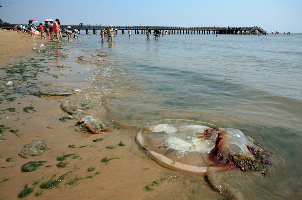 Медузы в азовском море. Медузы на берегу Азовского моря. Азовское море медузы сейчас. Опасные медузы в Азовском море.