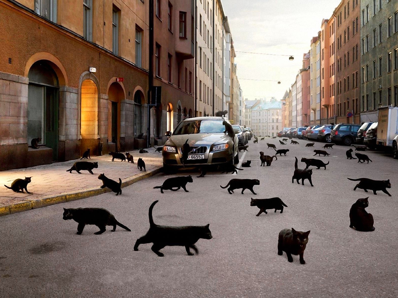 Суеверия. Город кошек. Сёрная кошка на дороге. Чёрная кошка перебежала дорогу. Много кошек на улице.