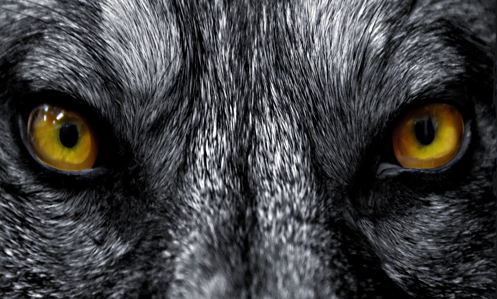 Купить наклейки глаза волка в Симферополе Крым