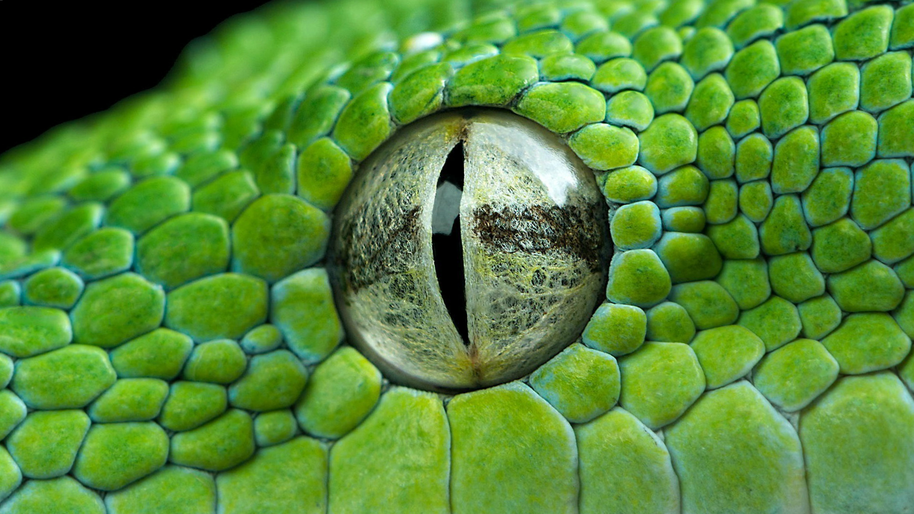 Глаза питона. Глаз рептилии. Зрачок рептилии. Змея Макросъемка. Необычные рептилии.
