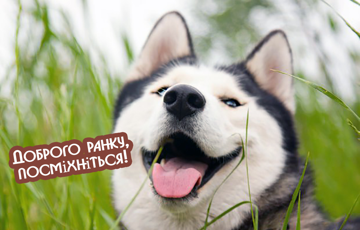 Дай Картинку Собаки