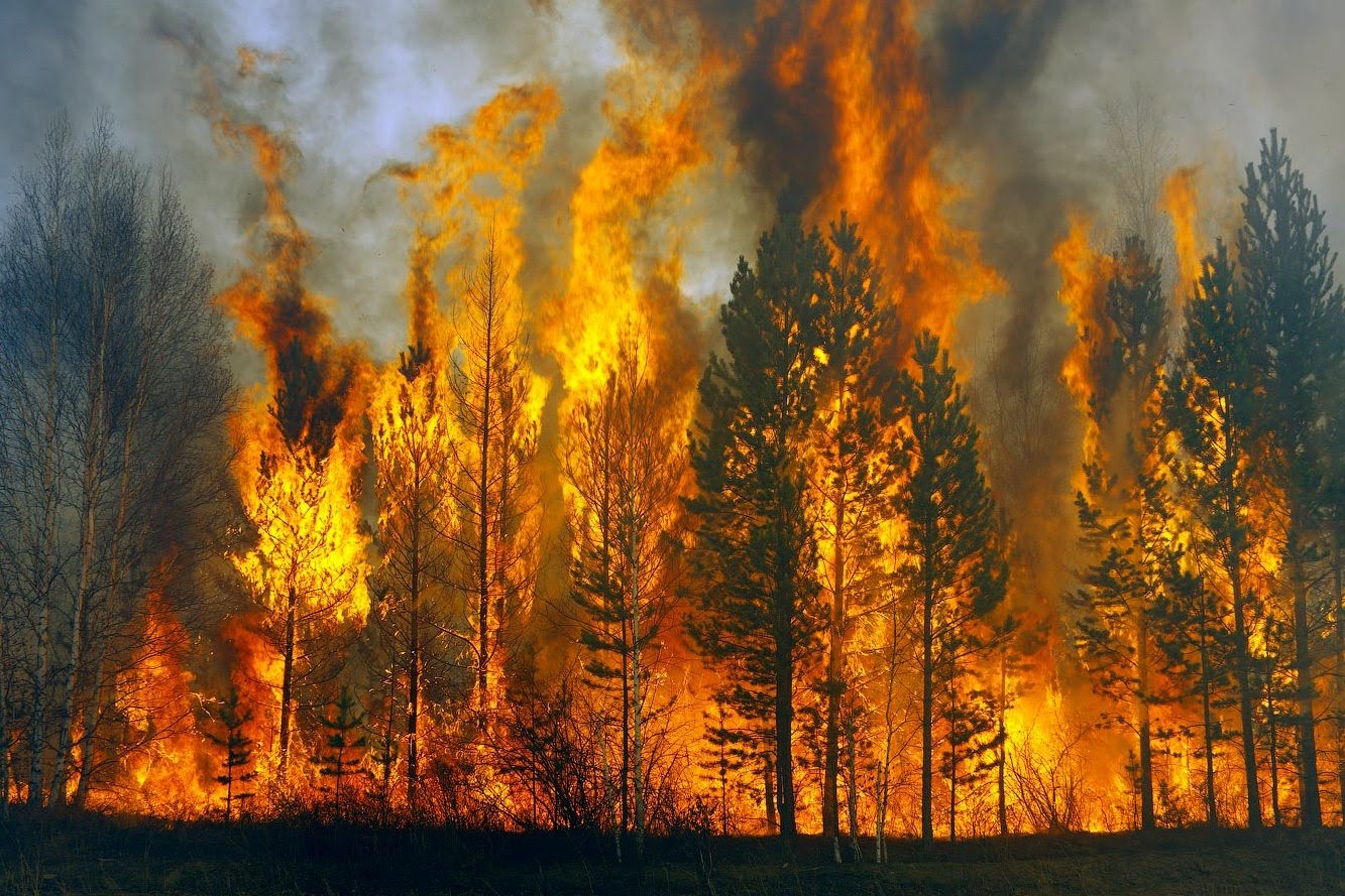 Forest fire is. Лесные пожары в Сибири 2019. Лесные пожары в Рязани и Рязанской области. Горящий Лис. Горящий лес.