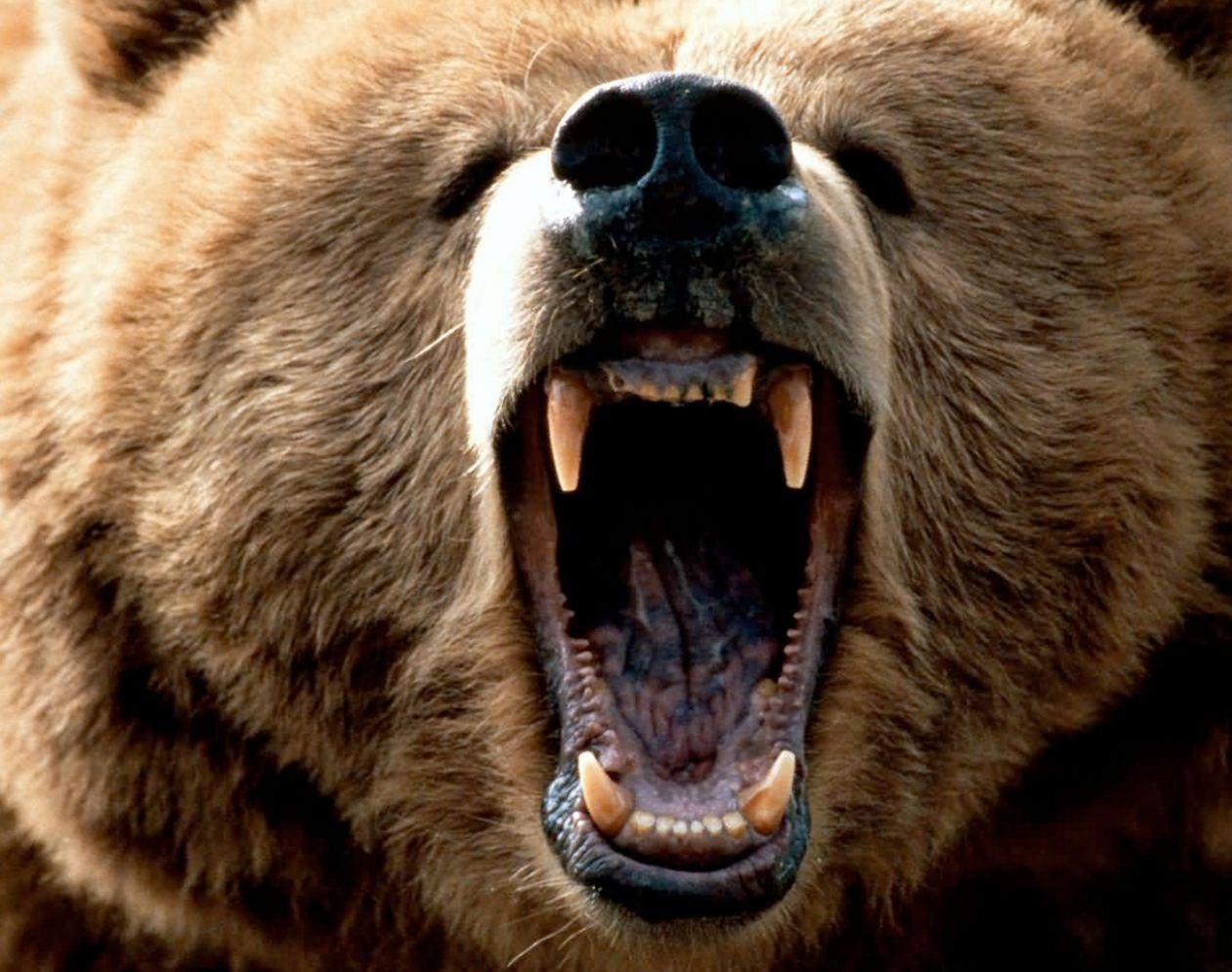 Медведь Гризли нападение