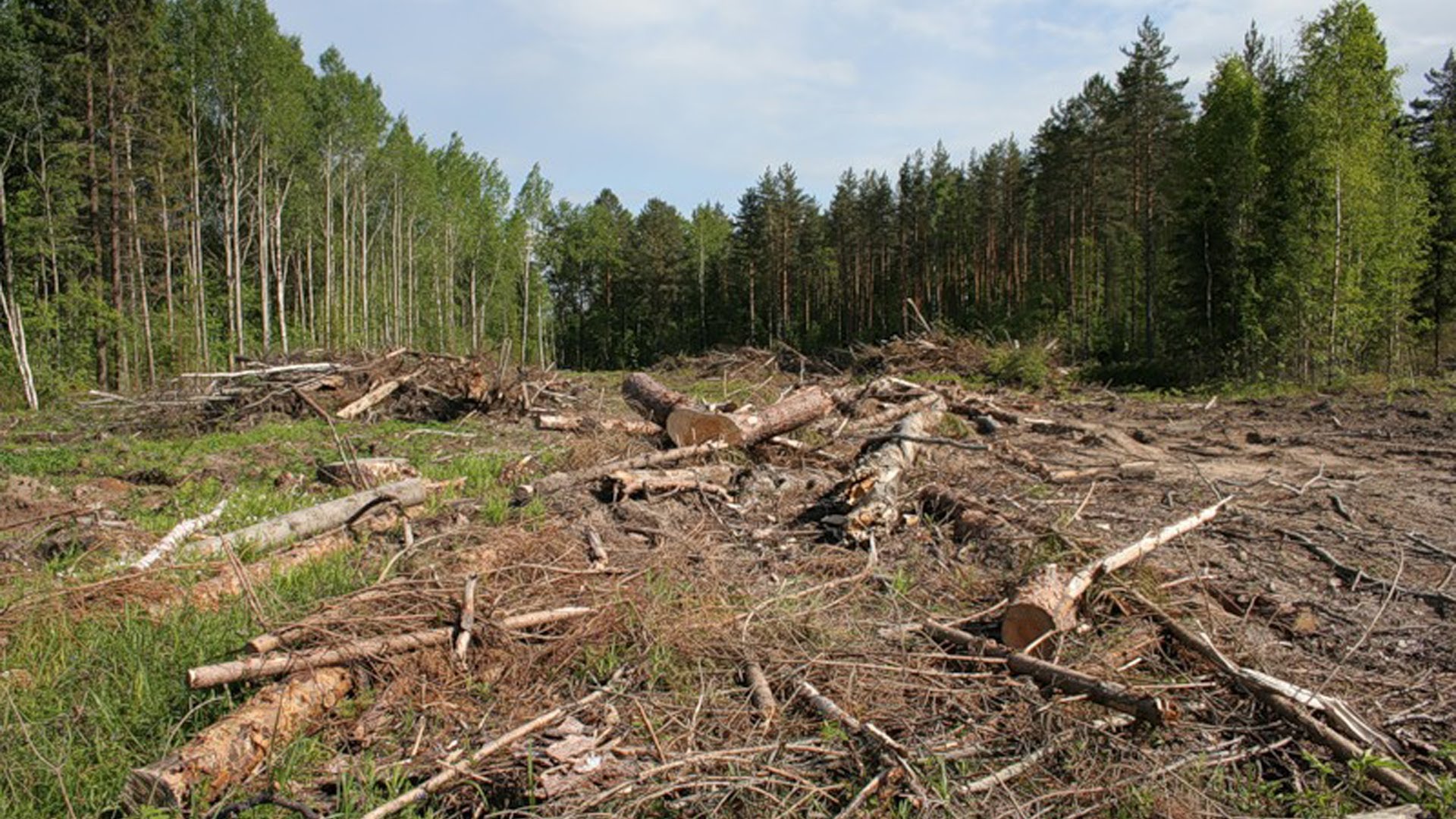 Экологический лес