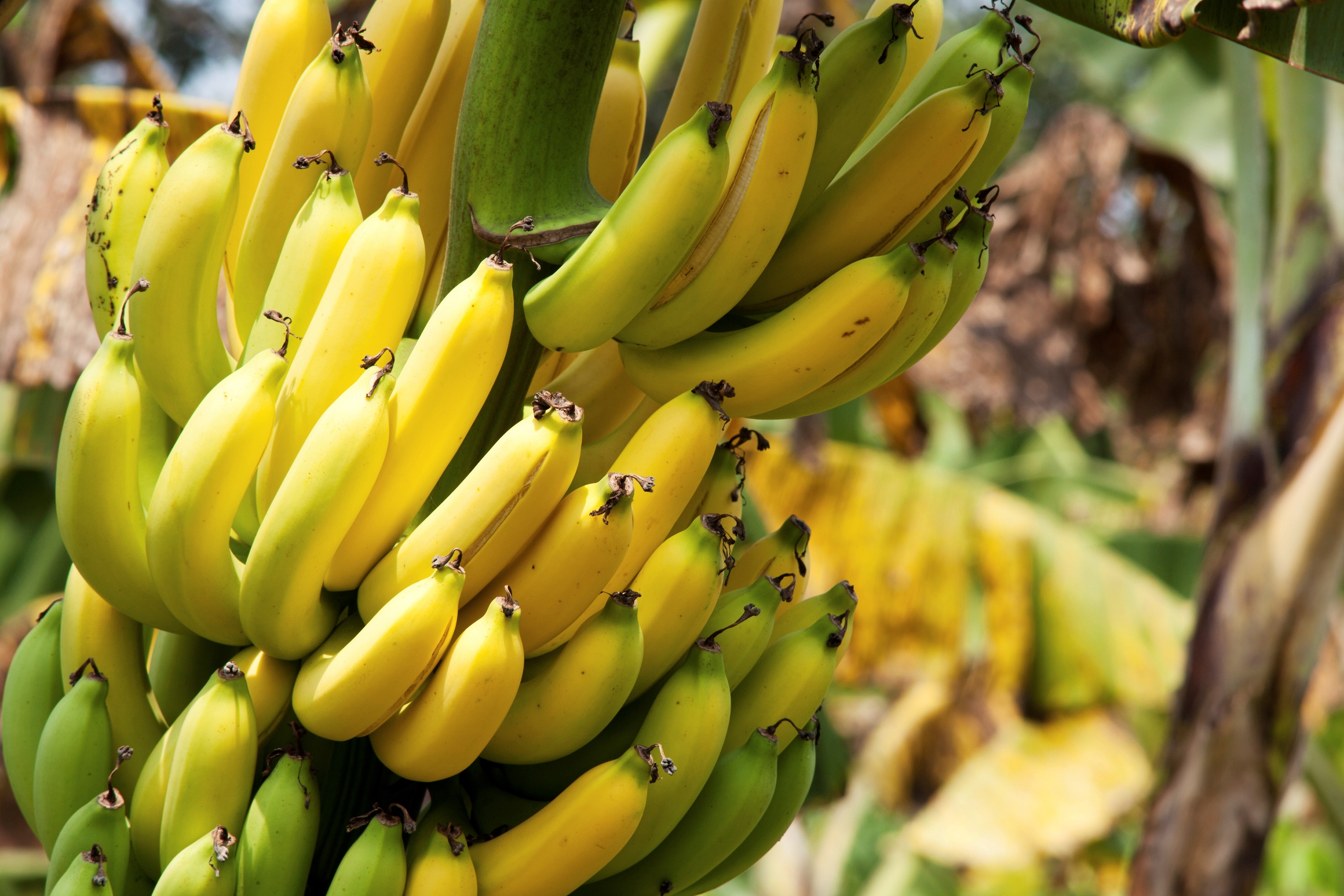 Страны выращивающие бананы. Банановая Пальма. Бананы на Пальме. Банан красный Кавендиш.