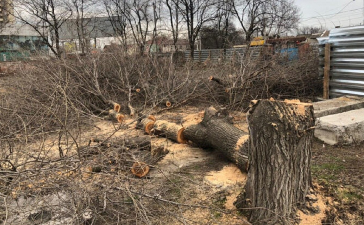 Принимаем дерево. Вырубка зеленых насаждений. Вырубка деревьев в Москве. Вырубка деревьев в городе. Массовая вырубка деревьев в городе.