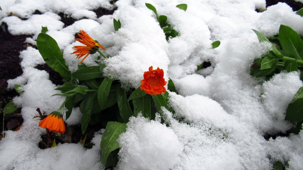 воркута снег. деревья в снегу. снег летом. лето в снегу 8. розы под снегом.