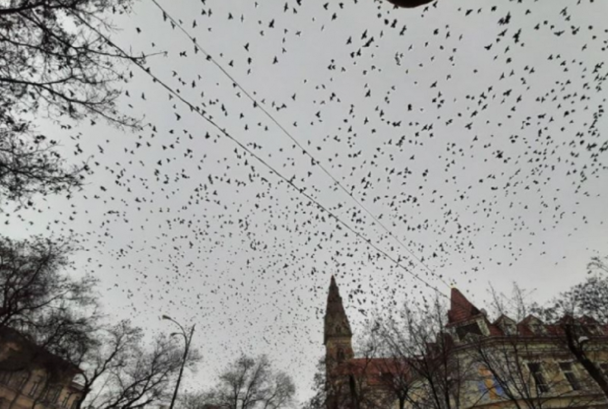 Тысячи птиц. Нашествие Скворцов. Стаи Скворцов в Петербурге. Нашествие Скворцов в Москве. Аномальное поведение птиц.